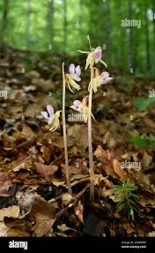 Attēlu rezultāti vaicājumam “Epipogium aphyllum flower”