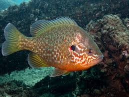 Image result for Lepomis gibbosus