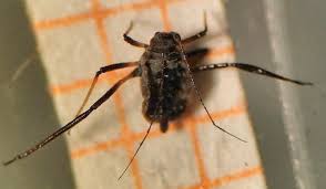 Attēlu rezultāti vaicājumam “Macrosiphoniella absinthii”