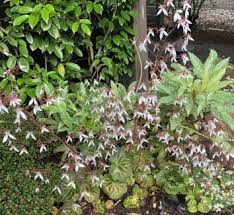 Attēlu rezultāti vaicājumam “Saxifragaceae”