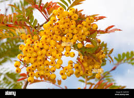 Attēlu rezultāti vaicājumam “Sorbus aucuparia fruit”