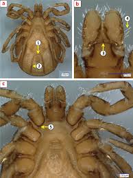 Attēlu rezultāti vaicājumam “Ixodes male”