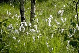 Attēlu rezultāti vaicājumam “Eriophorum angustifolium flower”