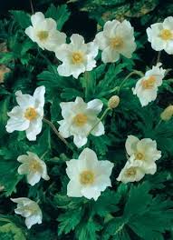 Attēlu rezultāti vaicājumam “Anemone sylvestris leaf”