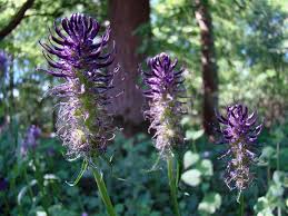 Attēlu rezultāti vaicājumam “Phyteuma spicatum”