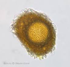 Attēlu rezultāti vaicājumam “Eurhynchiastrum pulchellum macro”