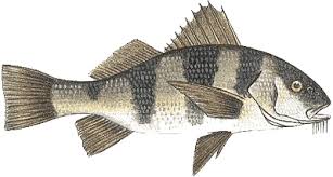 Image result for Pogonias cromis