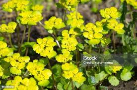 Attēlu rezultāti vaicājumam “Chrysosplenium alternifolium”