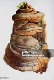 Attēlu rezultāti vaicājumam “Fomes fomentarius”