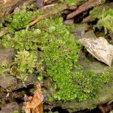 Attēlu rezultāti vaicājumam “Scapania mucronata”