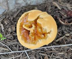 Attēlu rezultāti vaicājumam “Colloderma oculatum sessile”