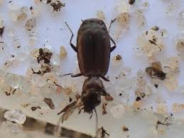 Attēlu rezultāti vaicājumam “Broscus cephalotes”