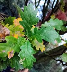 Attēlu rezultāti vaicājumam “Quercus robur Fastigiata leaf”