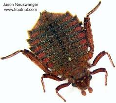 Attēlu rezultāti vaicājumam “Gomphidae”