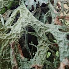 Attēlu rezultāti vaicājumam “Evernia prunastri”