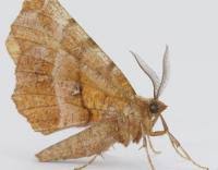 Attēlu rezultāti vaicājumam “Selenia dentaria”