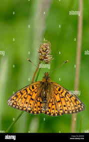 Attēlu rezultāti vaicājumam “Clossiana selene”