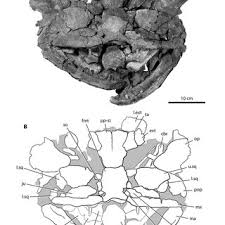 Attēlu rezultāti vaicājumam “Laccognathus panderi”