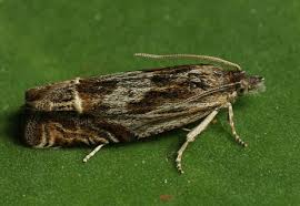 Attēlu rezultāti vaicājumam “Eucosma aspidiscana”