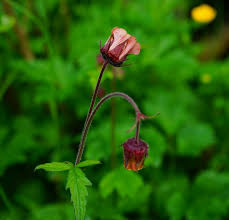 Attēlu rezultāti vaicājumam “Geum rivale bud”