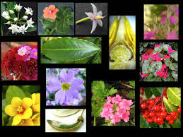 Attēlu rezultāti vaicājumam “Primulaceae”