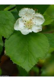 Attēlu rezultāti vaicājumam “Crataegus macracantha flower”