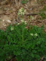 Attēlu rezultāti vaicājumam “Raphanus raphanistrum”
