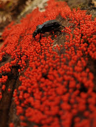 Attēlu rezultāti vaicājumam “Hemitrichia decipiens var. hemitrichoides”
