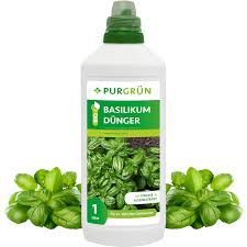 Image result for Basilikum