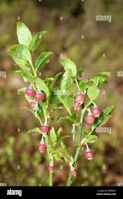 Attēlu rezultāti vaicājumam “Vaccinium myrtillus flower”