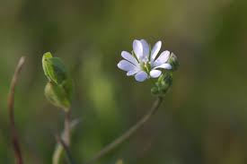 Attēlu rezultāti vaicājumam “Stellaria uliginosa”