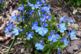Attēlu rezultāti vaicājumam “Lobelia erinus flower”