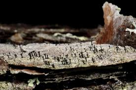 Attēlu rezultāti vaicājumam “Calicium salicinum”