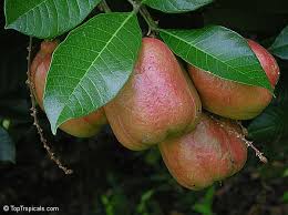 Attēlu rezultāti vaicājumam “Libanotis montana fruit”