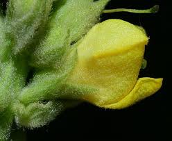 Attēlu rezultāti vaicājumam “Verbascum thapsus bud”