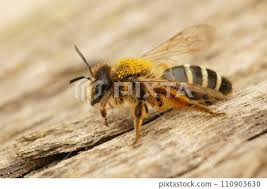 Attēlu rezultāti vaicājumam “Cabera exanthemata female”