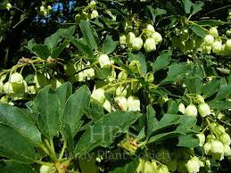 Attēlu rezultāti vaicājumam “Gaultheria cuneata”