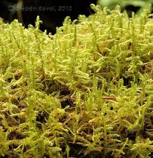 Attēlu rezultāti vaicājumam “Sanionia uncinata”