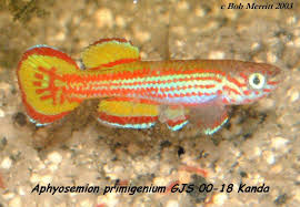 Image result for Aphyosemion