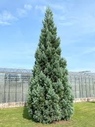 Image result for Mammutbaum