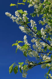 Attēlu rezultāti vaicājumam “Prunus padus var. roseiflora flower”