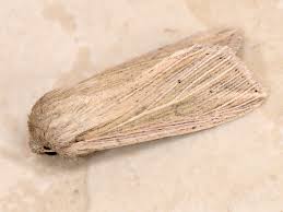 Attēlu rezultāti vaicājumam “Mythimna flammea”