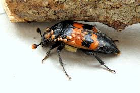 Attēlu rezultāti vaicājumam “Nicrophorus investigator”