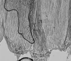 Attēlu rezultāti vaicājumam “Tomentypnum nitens”