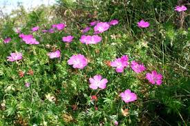 Attēlu rezultāti vaicājumam “Geranium sanguineum flower”