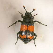 Attēlu rezultāti vaicājumam “Nicrophorus investigator imago”