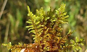 Attēlu rezultāti vaicājumam “Palustriella commutata sporophyte”