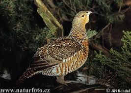 Attēlu rezultāti vaicājumam “Tetrao urogallus female”