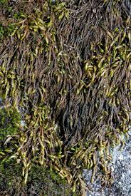 Attēlu rezultāti vaicājumam “Pterigynandrum filiforme”