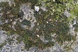 Attēlu rezultāti vaicājumam “Bryales”